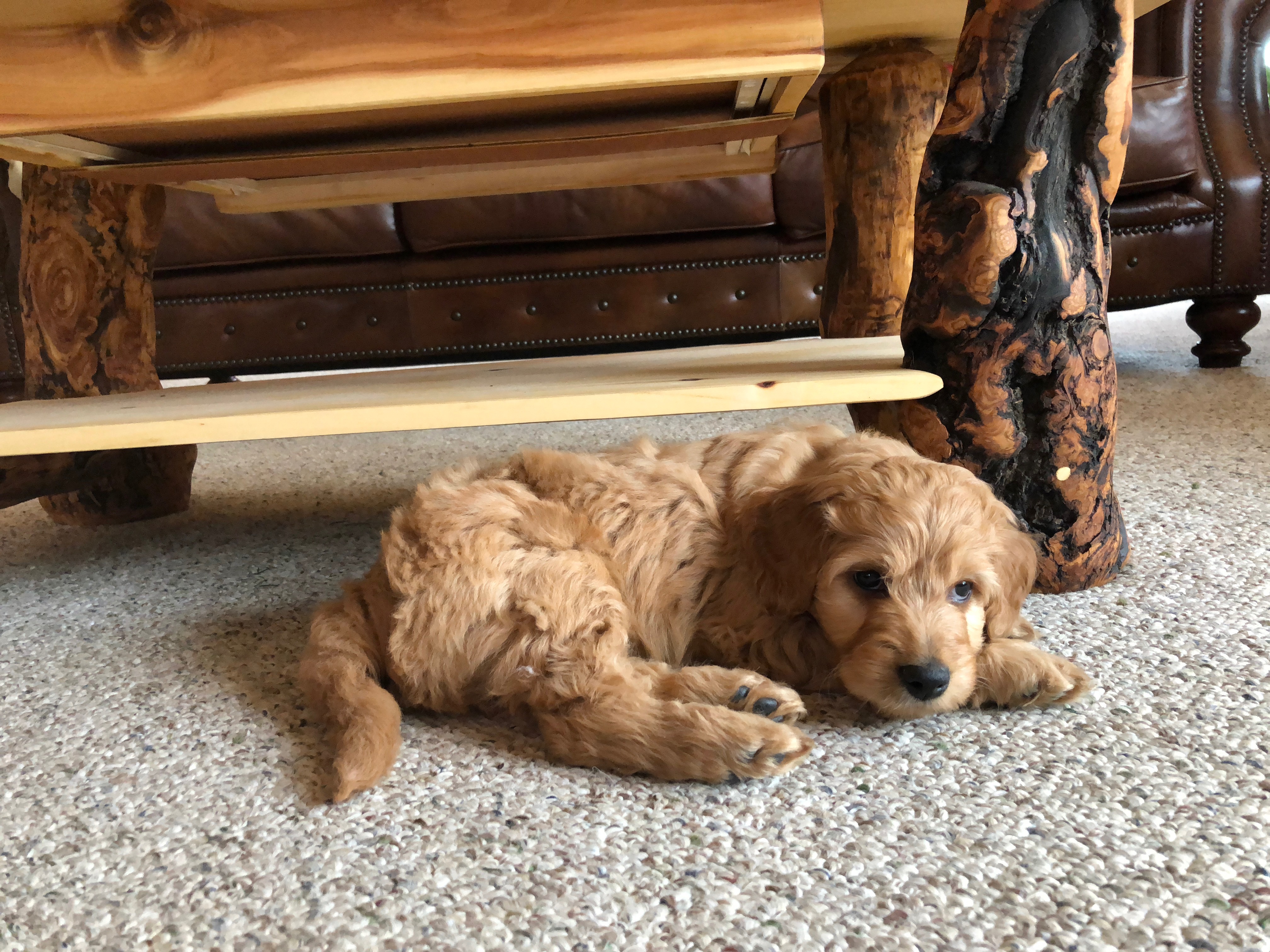 Adorable Mini Golden Doodle puppy