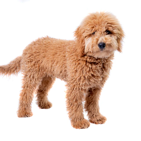 Beautiful Mini Golden Doodle - perfect apartment companion