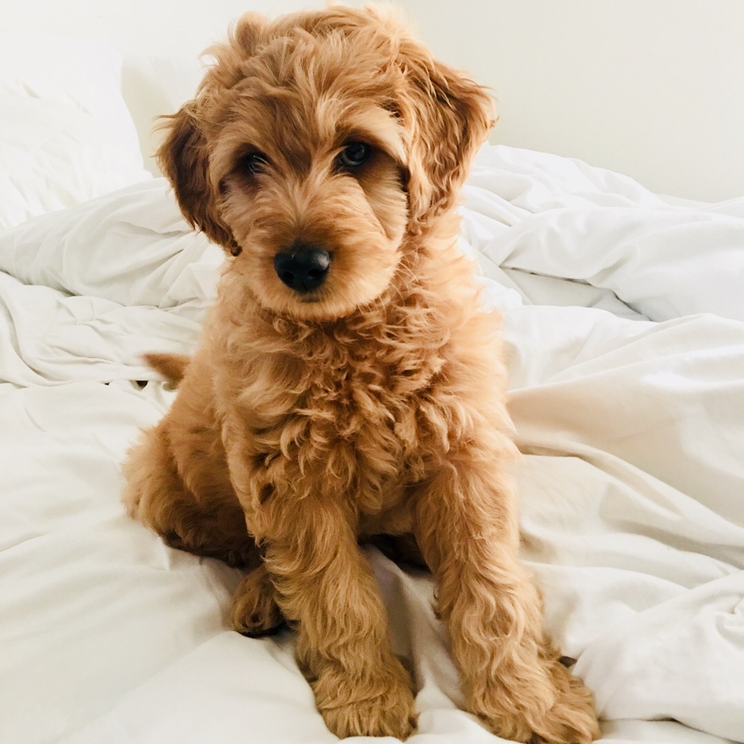 Gorgeous Mini Golden Doodle with perfect temperament
