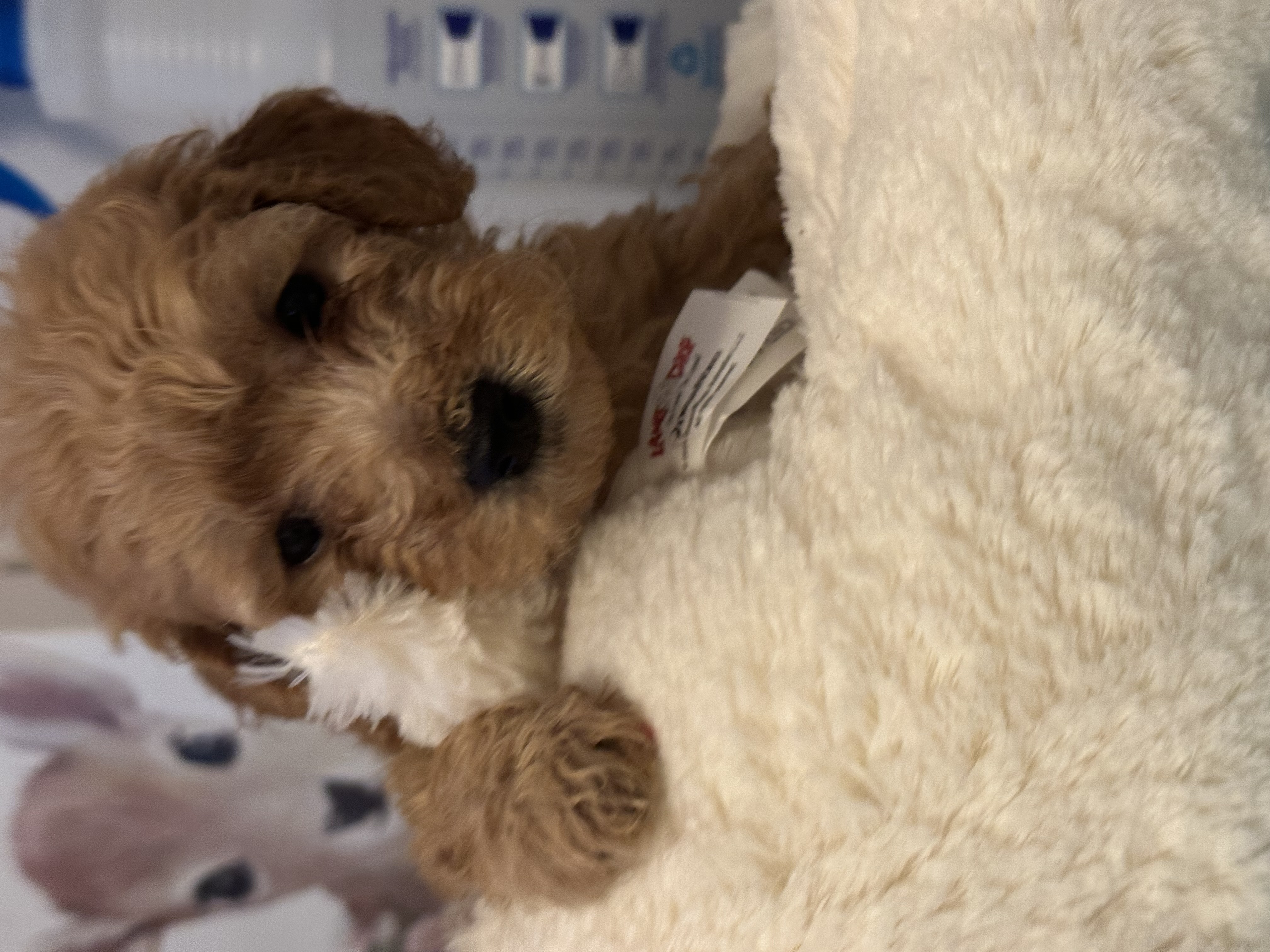 Adorable Micro Mini Golden Doodle