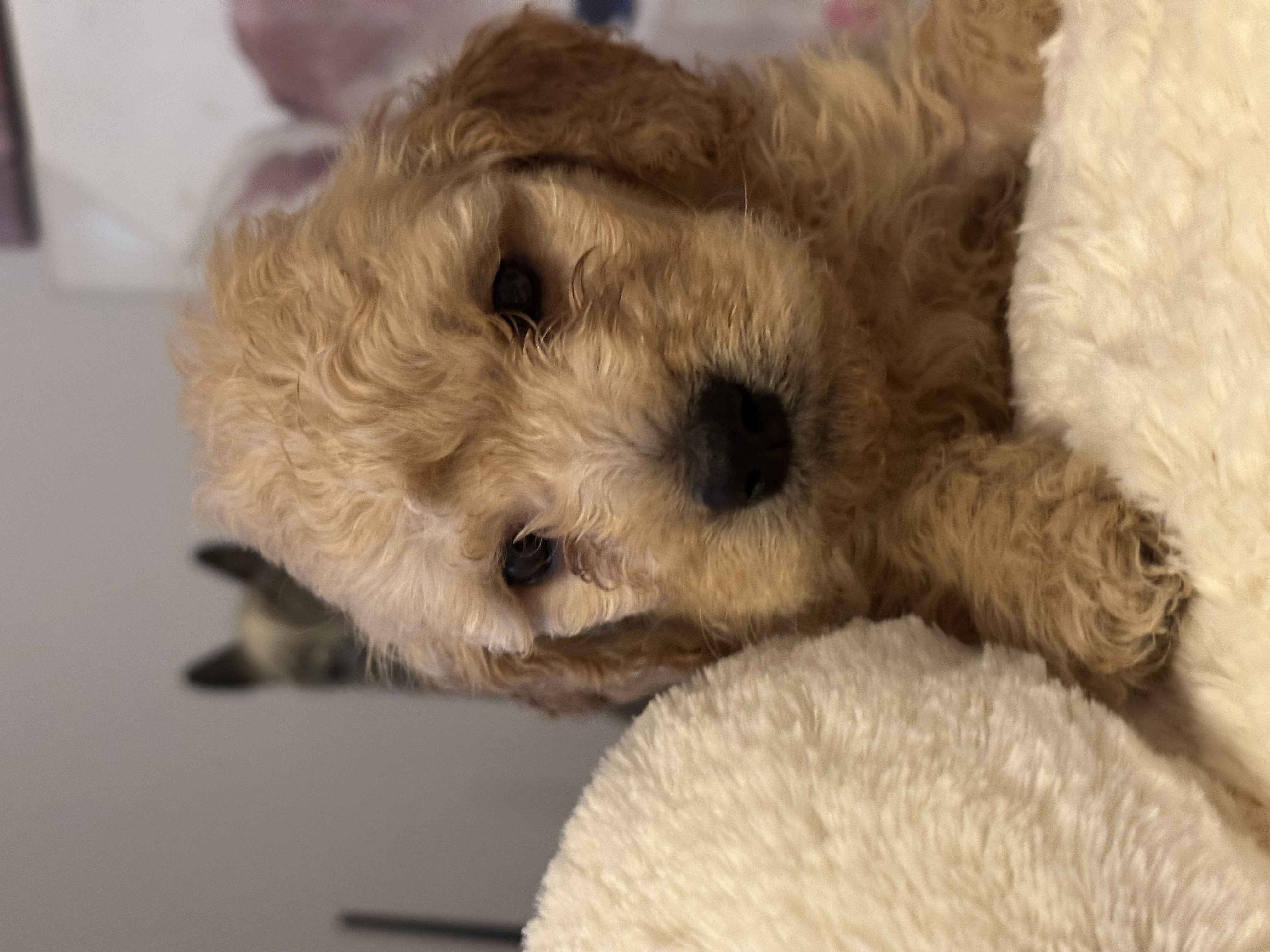 Sweet Micro Mini Golden Doodle