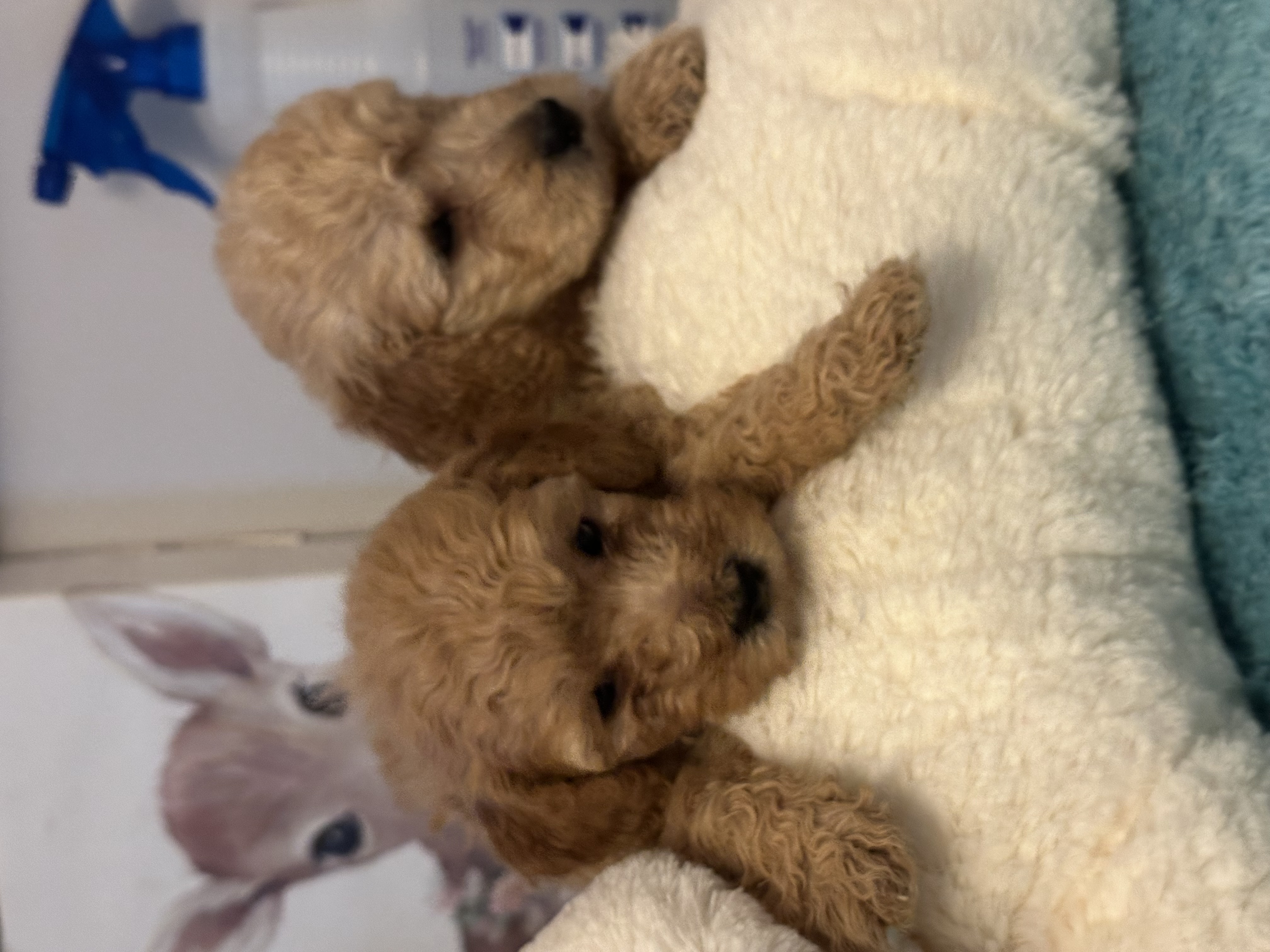 Adorable Micro Mini Golden Doodle
