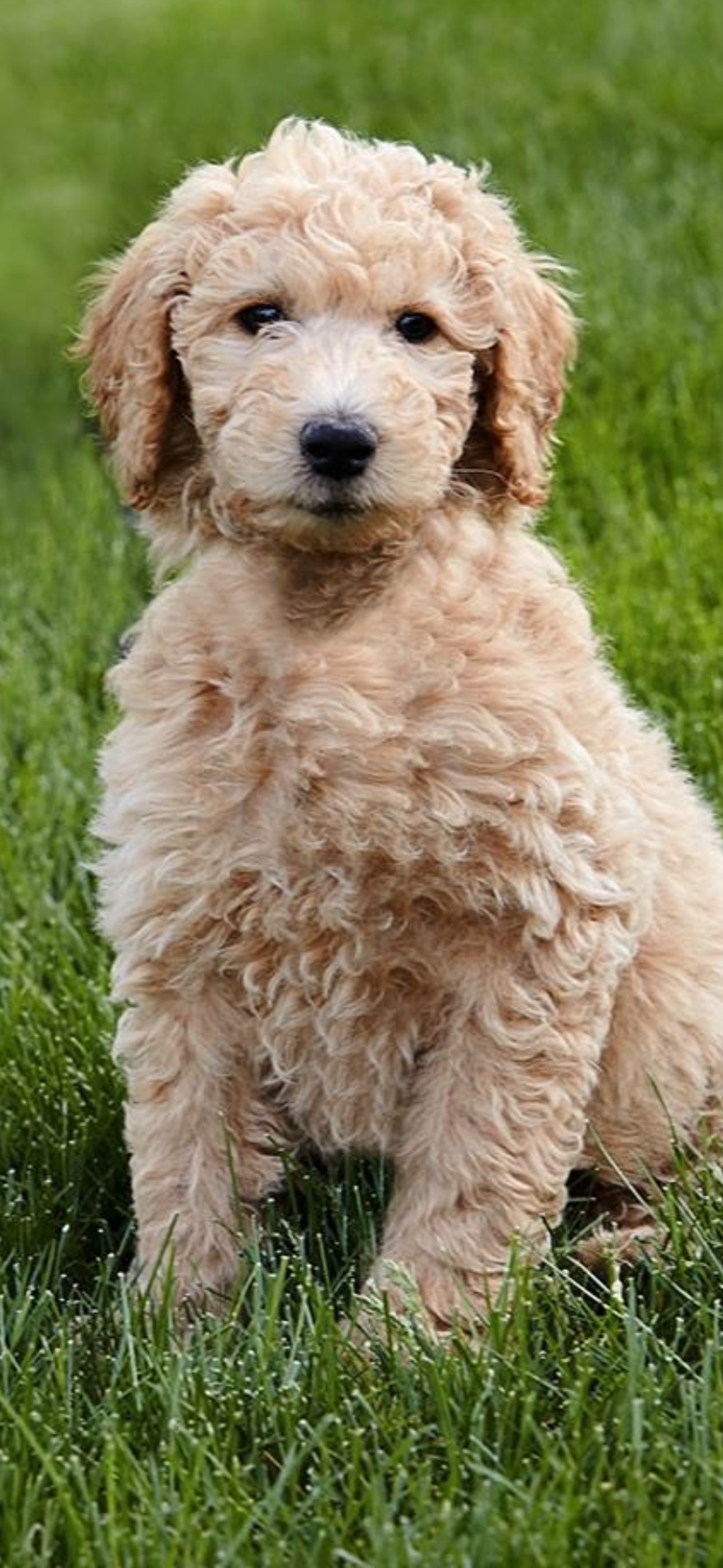 Mini Golden Doodle puppy
