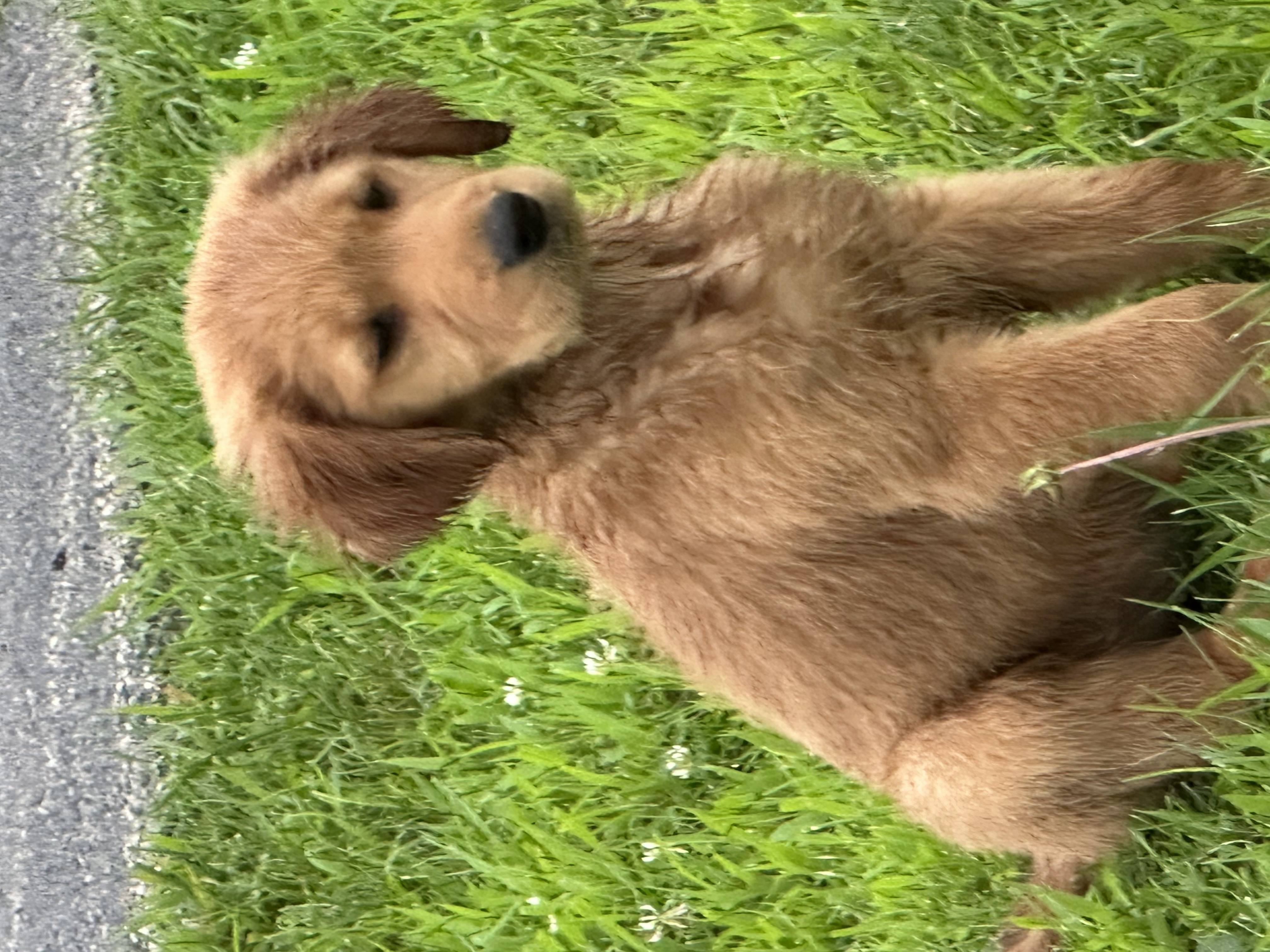 Golden Retriever puppy