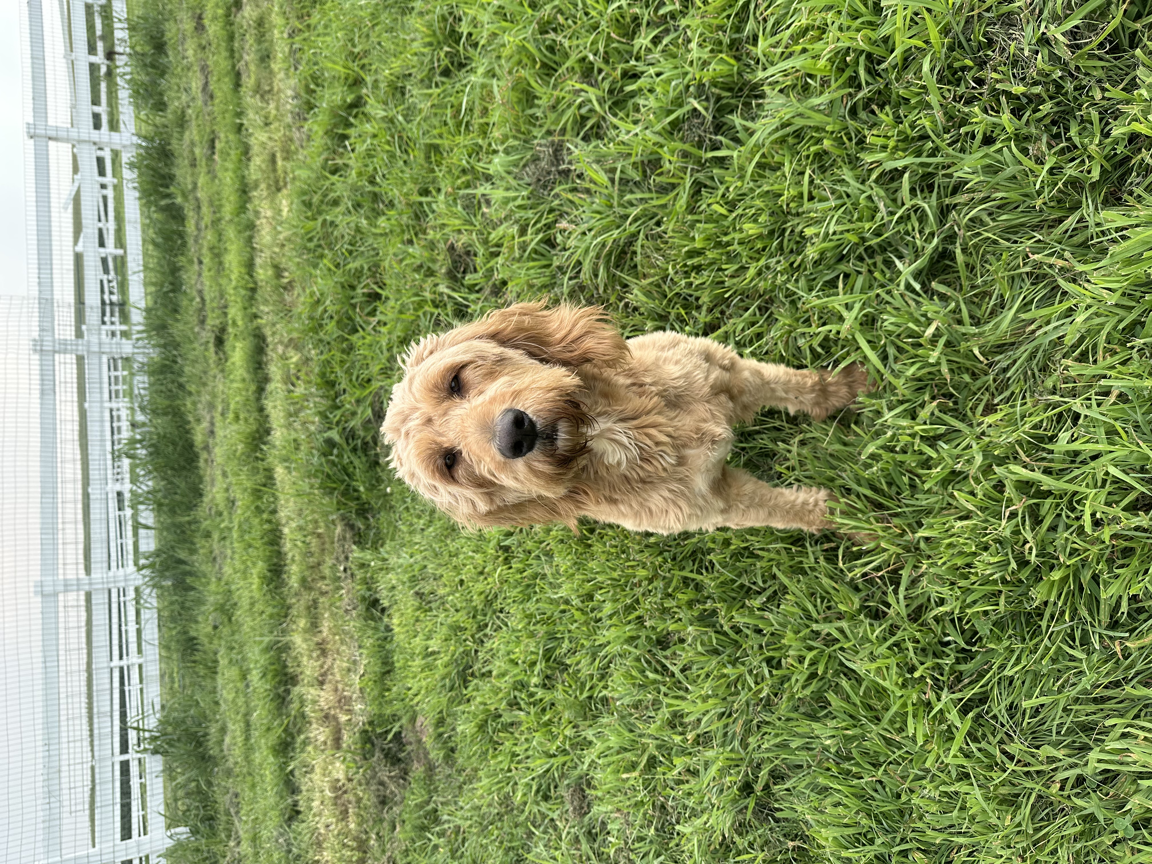 Willow - Standard Doodle F1 mother