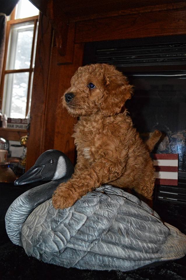 Beautiful Mini Golden Doodle with gorgeous coat