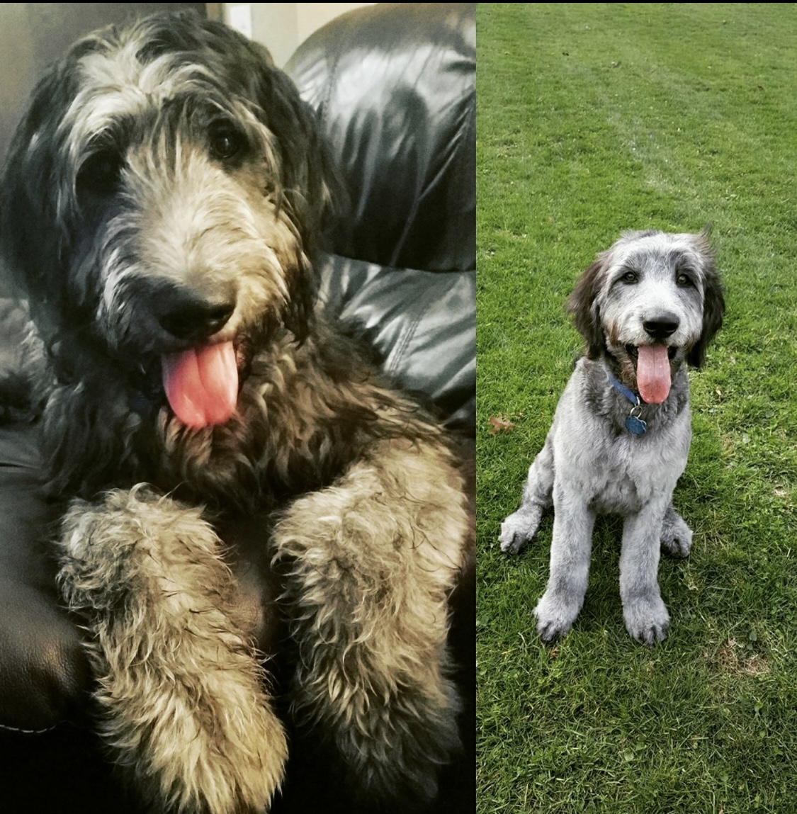 Professional dog grooming service