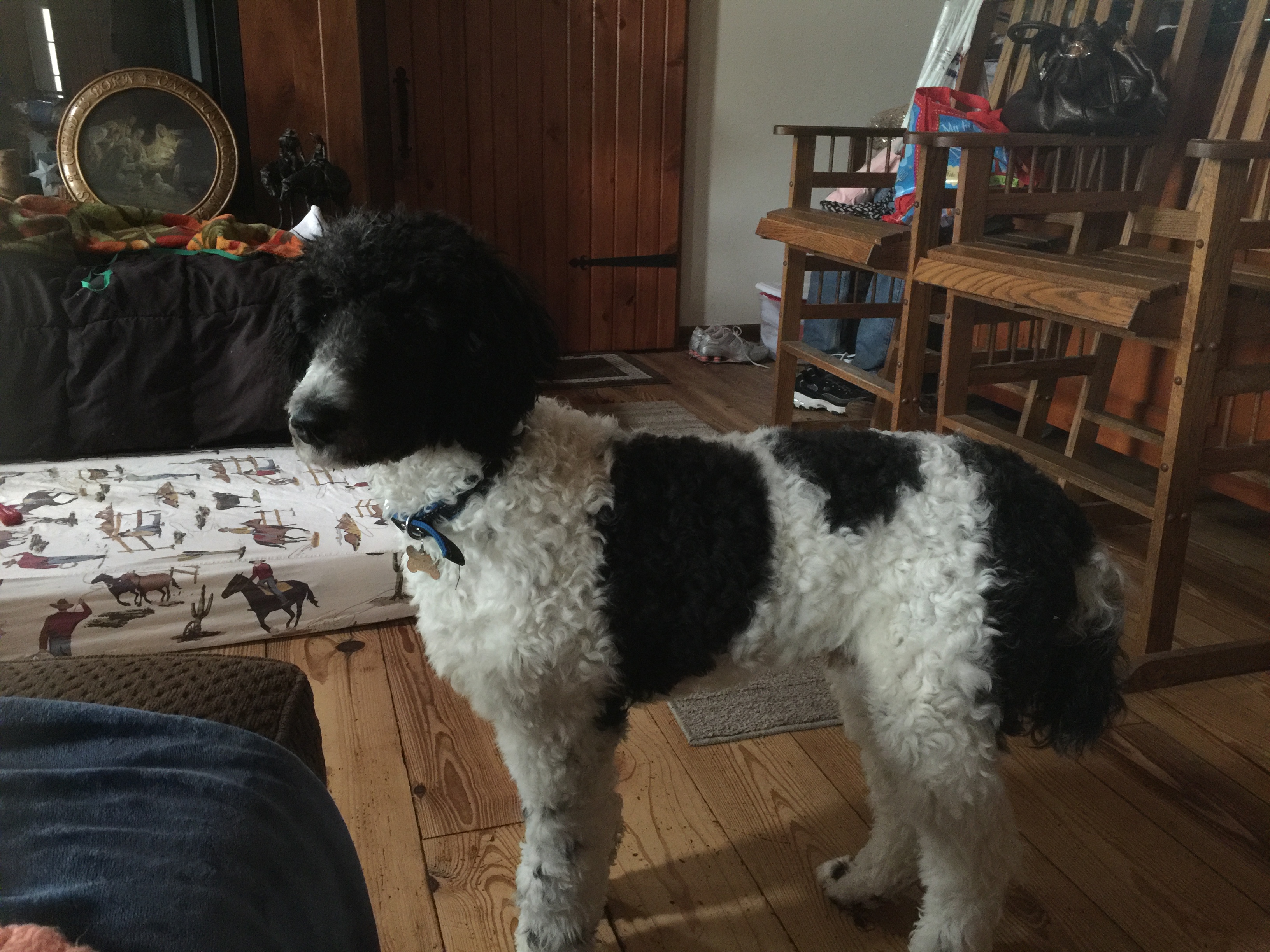 Muddy Waters - AKC Party Poodle father