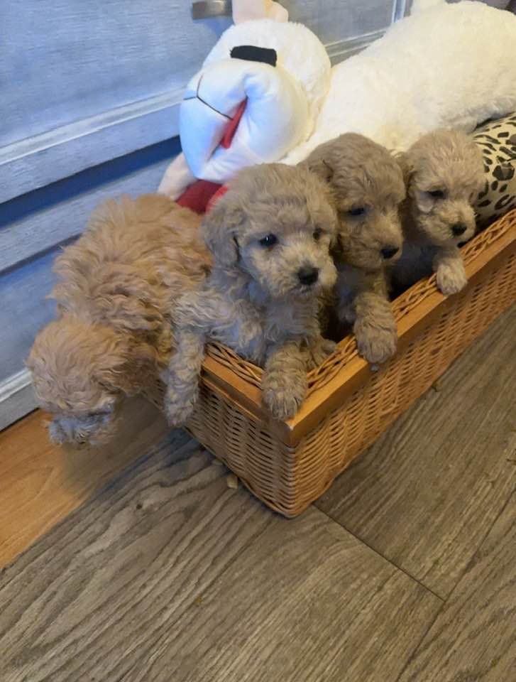Tiny Micro Mini Golden Doodle