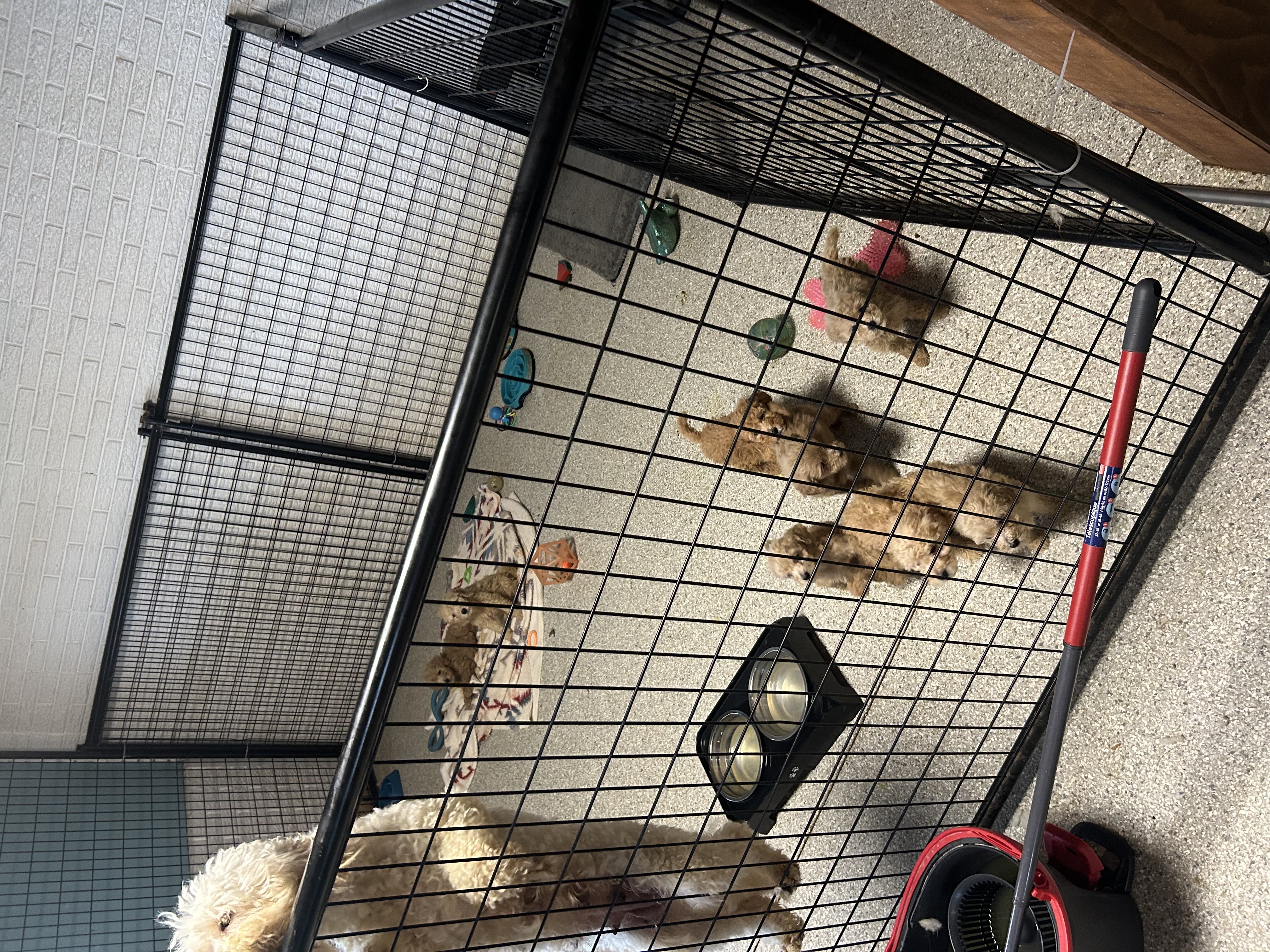 Micro Mini Golden Doodle puppy