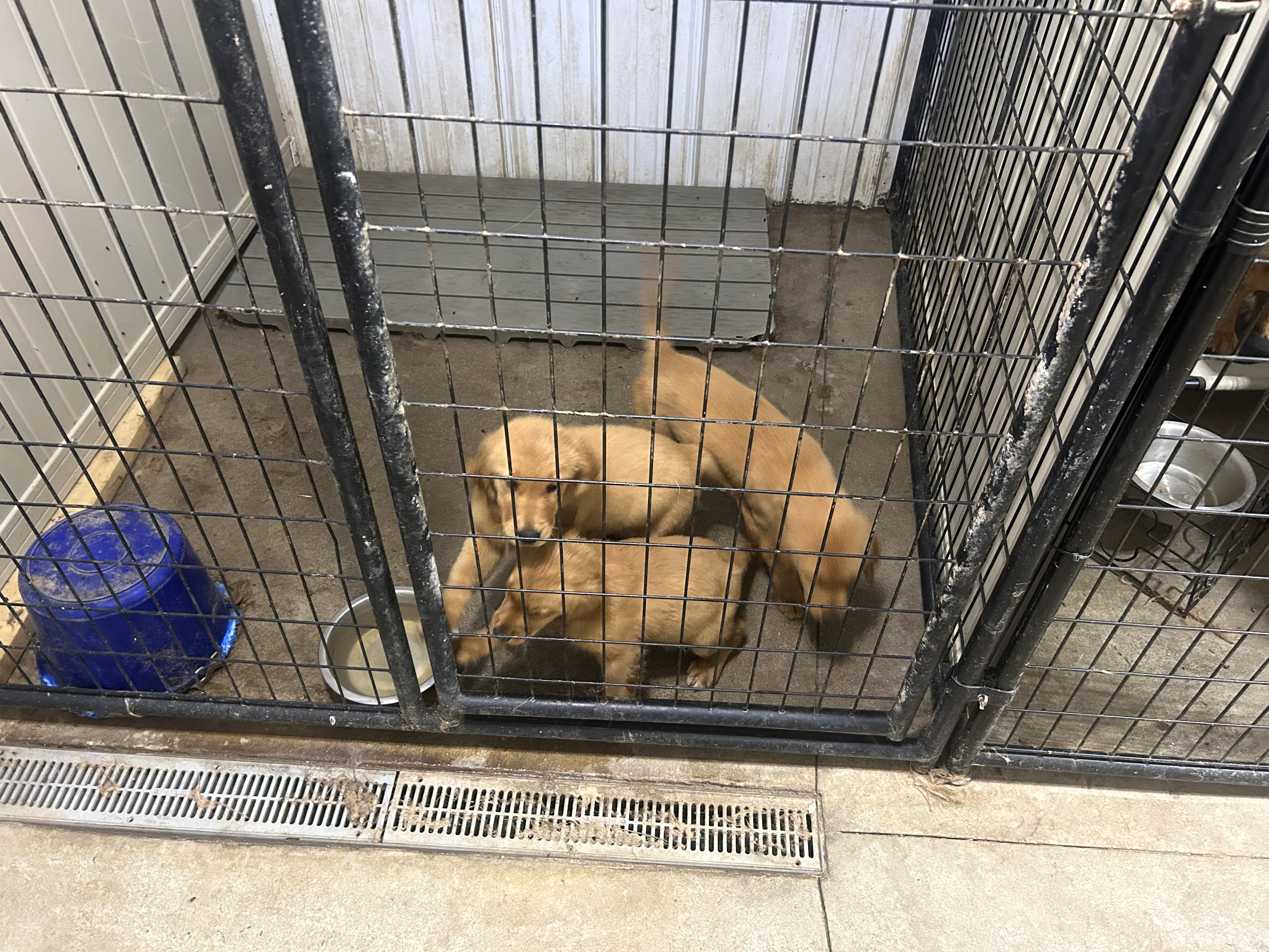 Golden Retriever puppy
