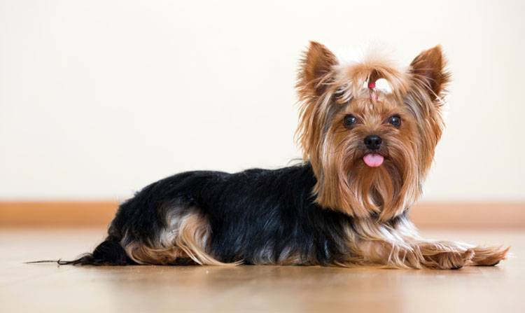 Adorable Yorkshire Terrier - small dog with big personality