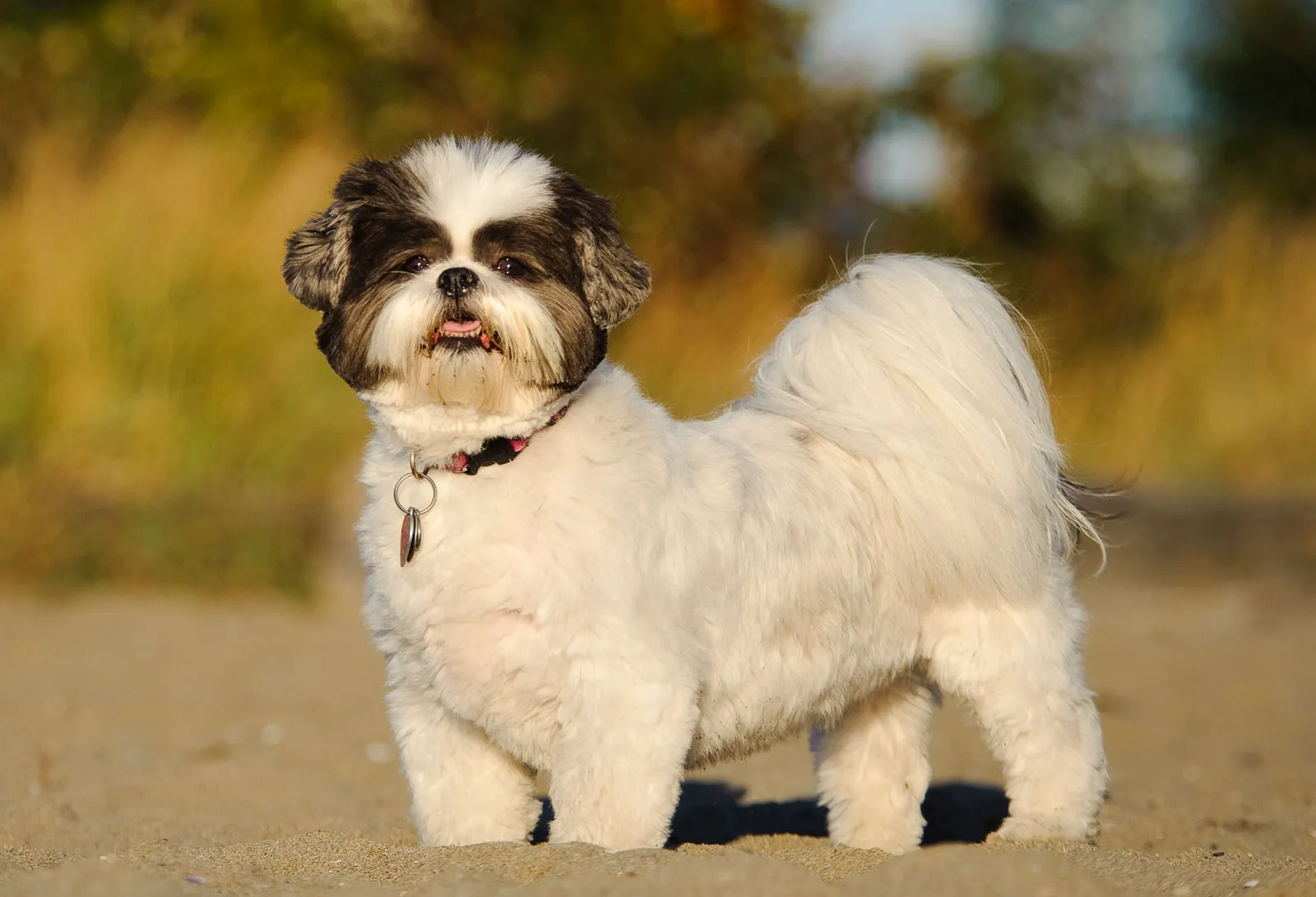Beautiful Shih Tzu - regal palace companion