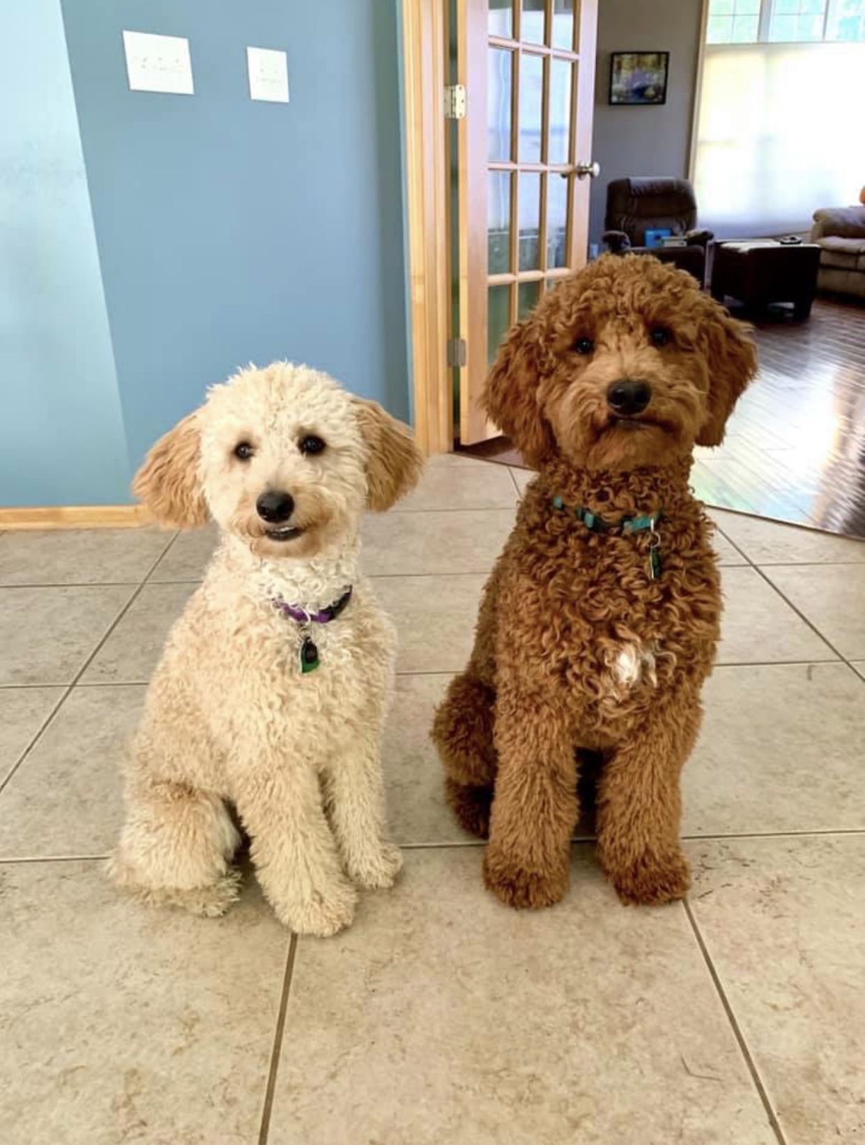 Beautiful Mini Golden Doodle puppy with gorgeous coat