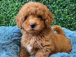 Adorable Micro Mini Golden Doodle - tiny companion with big heart