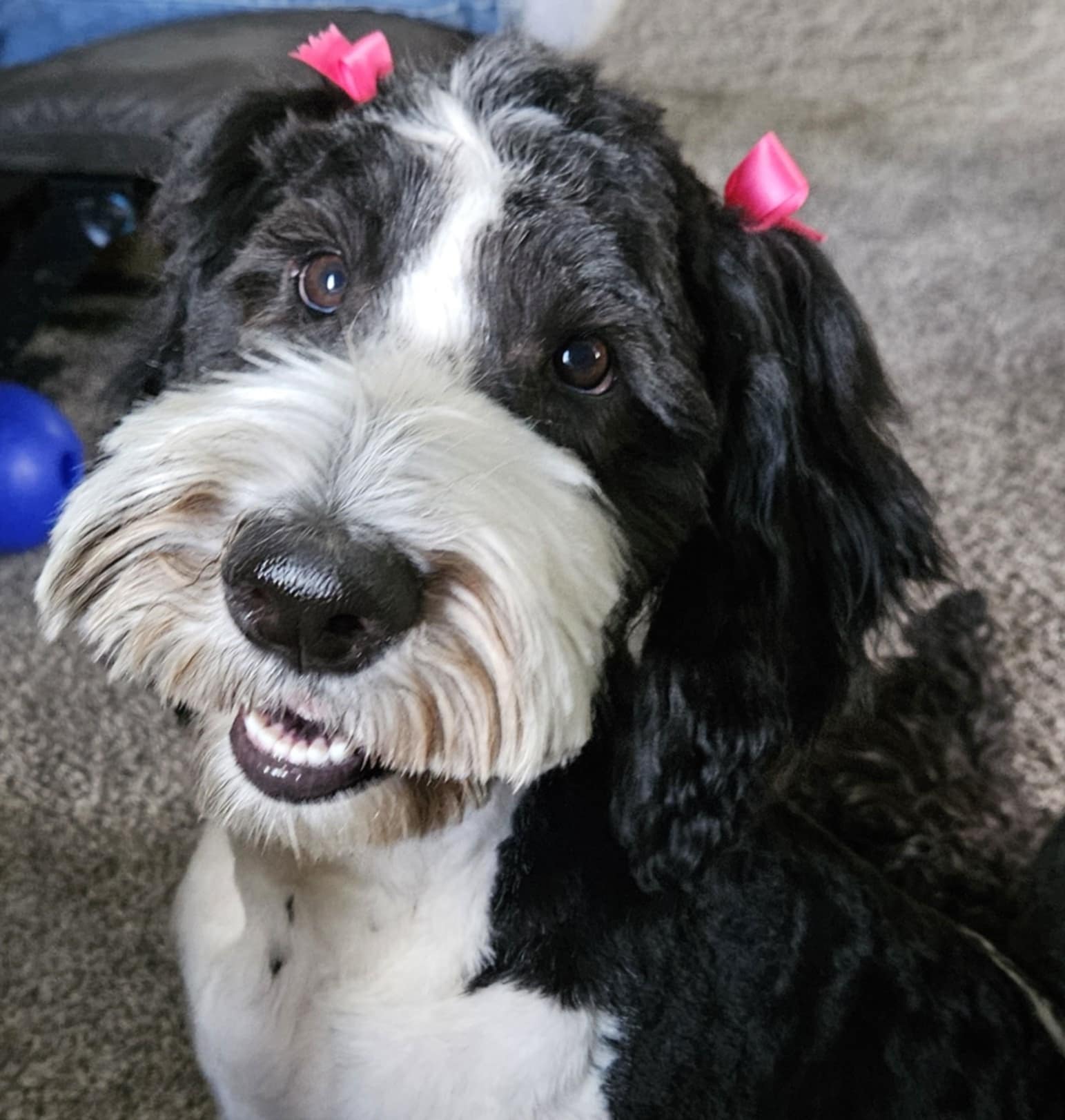 Gorgeous Golden Doodle with perfect temperament