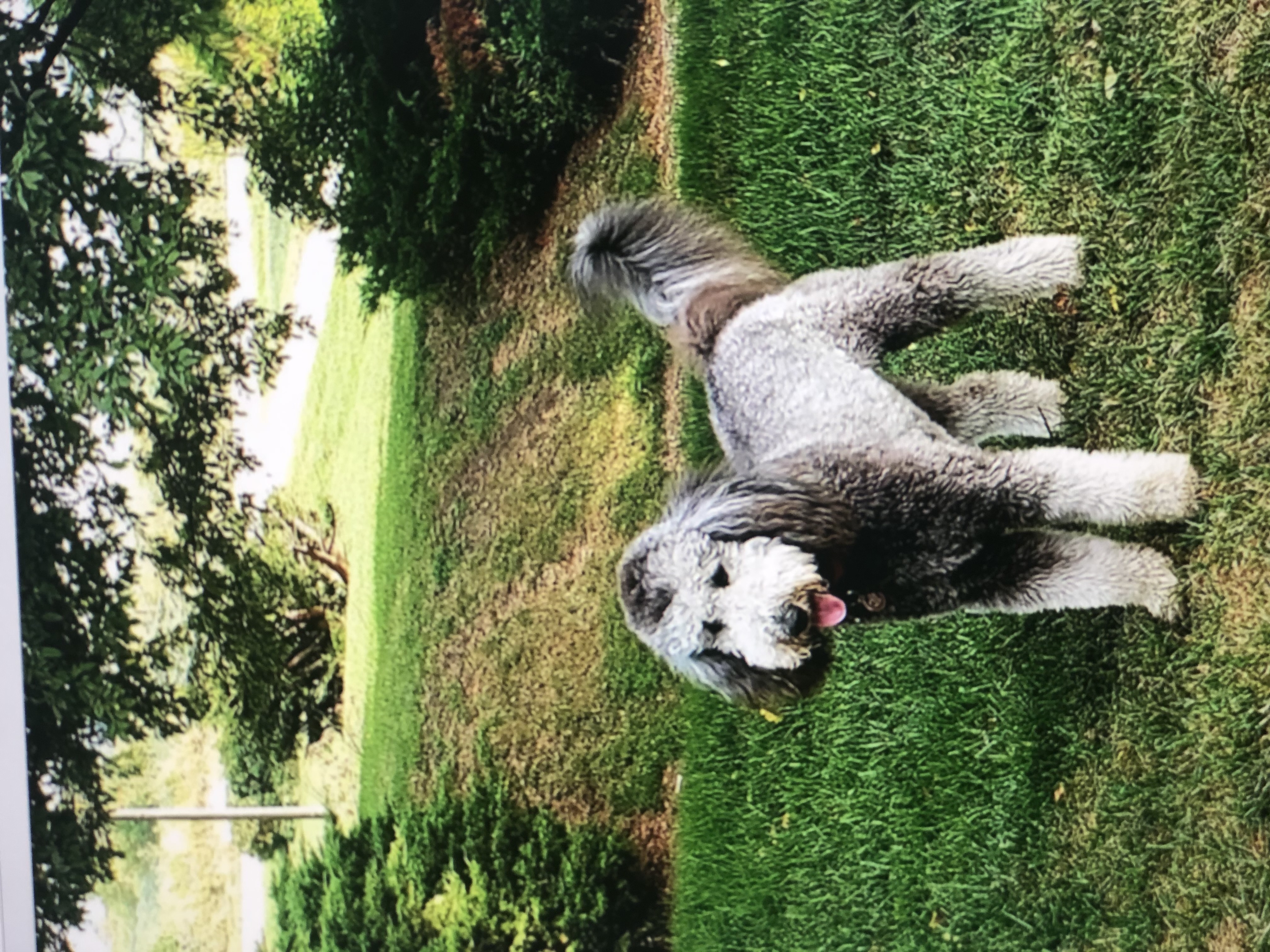 Gorgeous Golden Doodle with perfect temperament