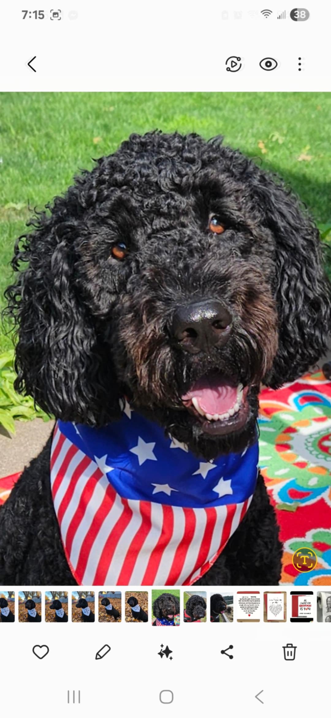 Beautiful Golden Doodle with perfect temperament