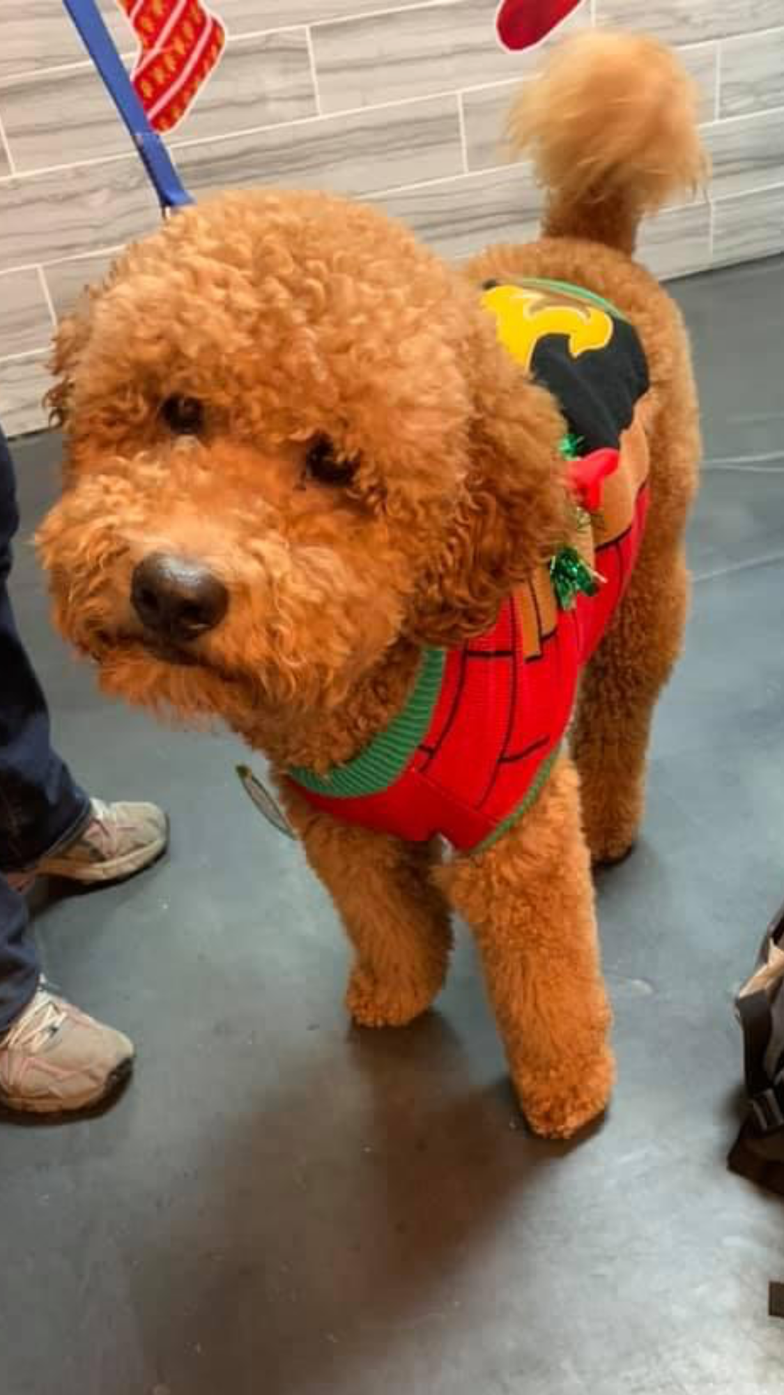 Beautiful Golden Doodle with stunning coat