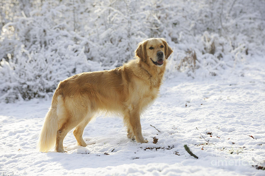 Beautiful Golden Retriever - America's favorite family dog