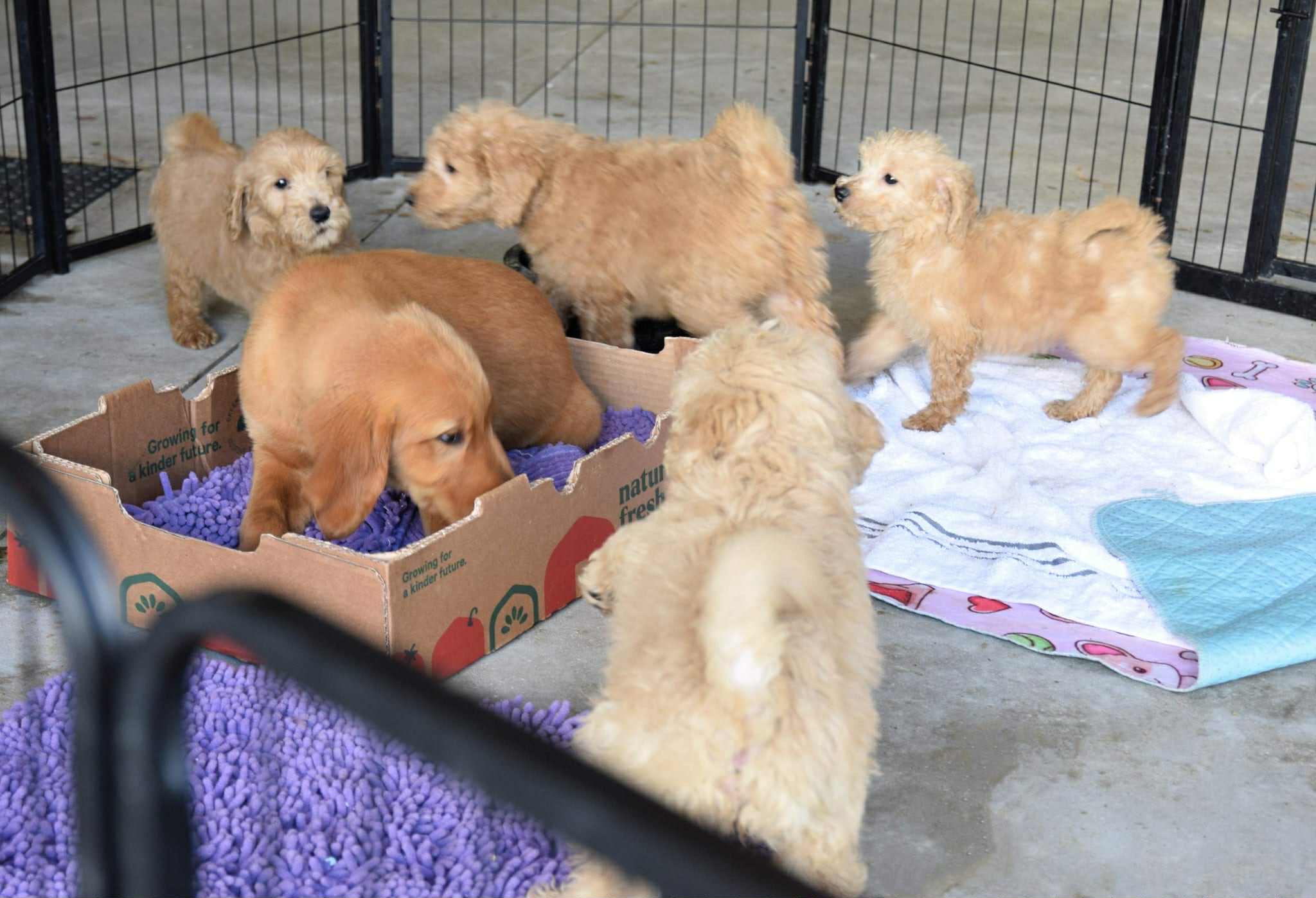 Mini Golden Doodle puppy