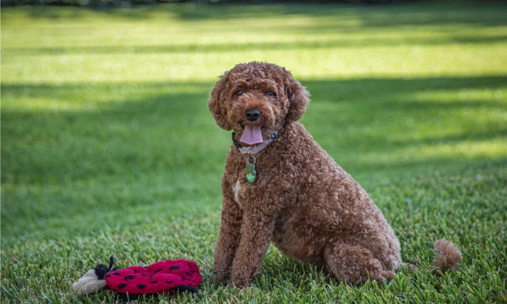 Sweet Cavapoo - gentle therapy companion