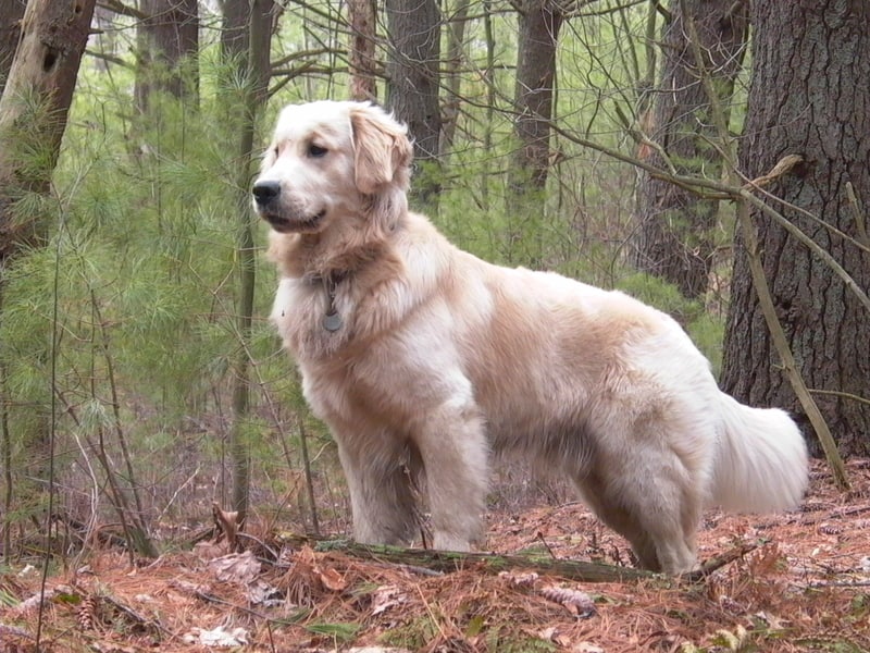 Beautiful Golden Retriever - America's favorite family dog