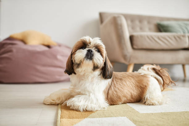 Beautiful Shih Tzu - regal palace companion