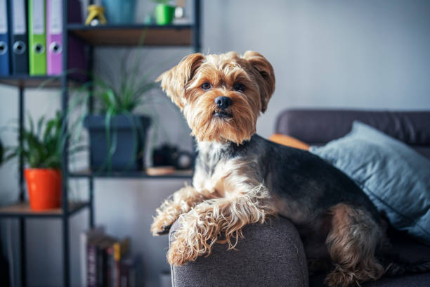 Adorable Yorkshire Terrier - small dog with big personality